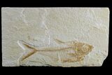 Fossil Fish (Diplomystus) - Wyoming #165871-1